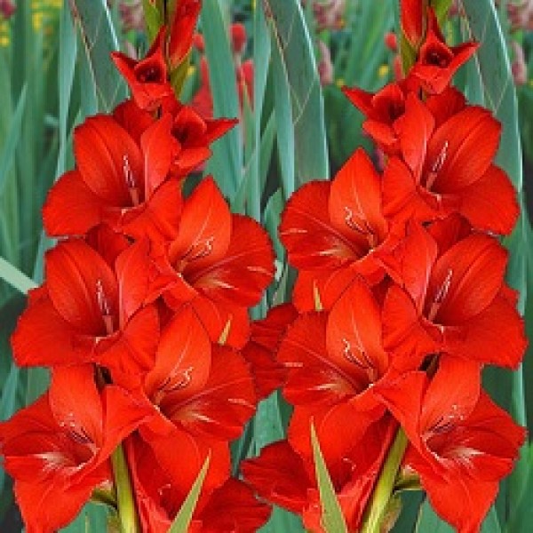 Gladiolus Red - 6 Bulbs